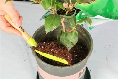 山茶花叶子发黄的原因及处理方式,可能是浇水过多或土质的影响等