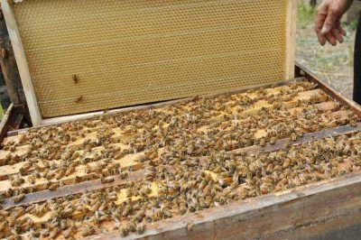 开春后何时饲喂蜜蜂,主要取决于蜂种和气候条件