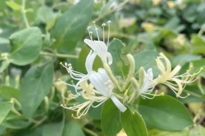 江西种哪些药材比较赚钱,半夏、板蓝根、金银花等品种可以考虑