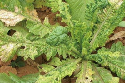 萝卜病毒病,由芜菁花叶病毒、黄瓜花叶病毒、萝卜耳突花叶病毒引起