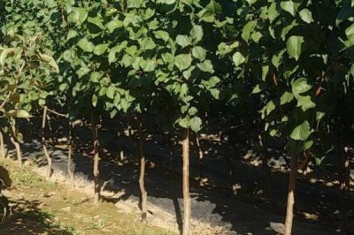 杏树苗的价格,实际售价和幼苗规格、生产地区等条件有关