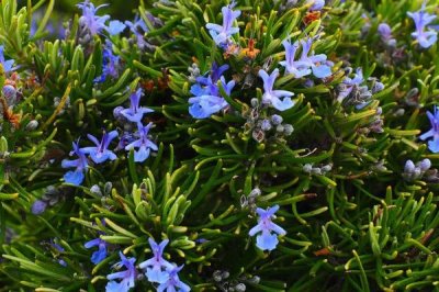 白色花卉品种，包括水仙花、栀子花、茉莉花等种类