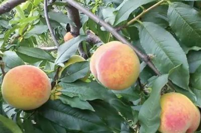 砀山黄桃的价格，批发价一斤需要1-2元左右