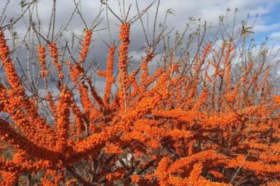 常见的荒漠植物有哪些，光棍树、仙人掌和沙柳都具代表性