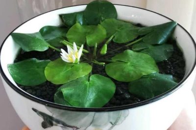 小睡莲怎么进行无土水培，用清水浸种7天再放入容器中
