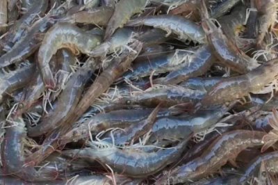 养虾过程中存在的问题,如有发病需及时治疗