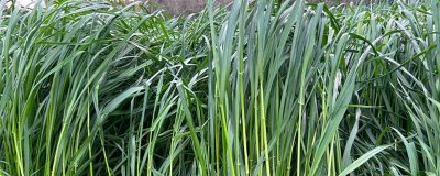 养羊种植哪些牧草，常见的有黑麦草、墨西哥玉米草等