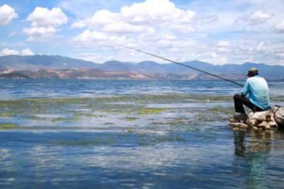 秋天钓草鱼的技巧,垂钓前可用玉米等饵料打窝