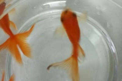 养金鱼用什么水，最好是使用自来水