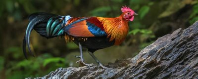 原鸡和野鸡的区别,科属、尾羽、体型、外观均有区别