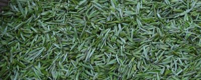 江苏名茶推荐,介绍排行榜前十名