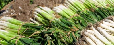 大葱烂根如何预防，一般是水分过多导致