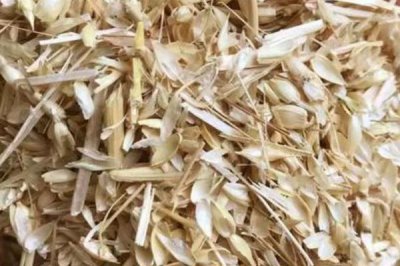 养猪没麸皮用什么代替,可以用玉米代替