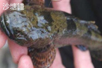 凶猛淡水鱼品种,常见的有哲罗鲑、黑斑狗鱼等