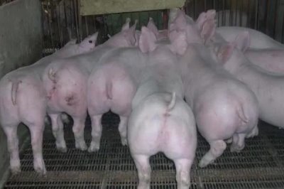 仔猪几天可以撤保温灯,出生30天后可以撤掉