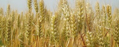 宁中麦2号小麦种简介，半冬性小麦品种