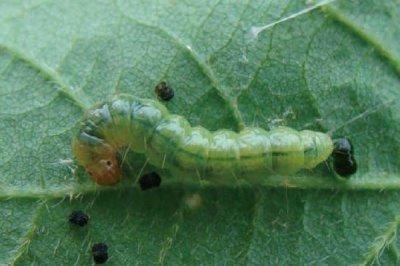 茉莉叶螟的防治方法，可实行人工捕杀或药剂防治