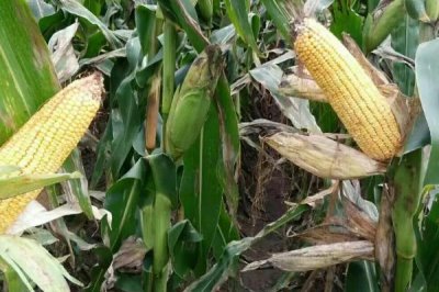 荃科932玉米品种简介,中抗灰斑病