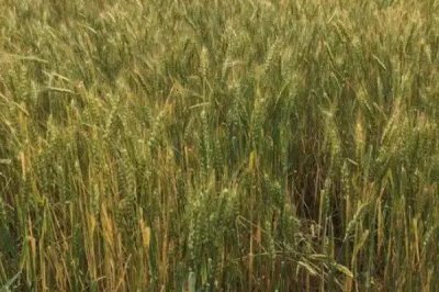 西农132小麦种子简介,适宜播种期10月中下旬