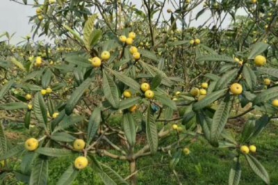 枇杷的管理方法,现核时要追施壮果肥