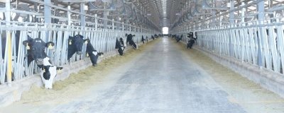 冬季怎么高效养殖奶牛,增加饲喂次数可提高产奶量