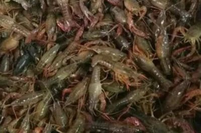 养10亩龙虾能赚多少钱,大约可赚10万元左右