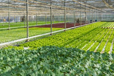 有机蔬菜的种植技术，生产所用肥料主要是有机肥料