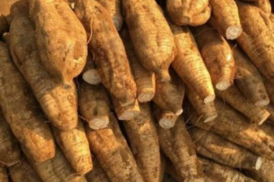 葛根的收获时间,通常为12月份至翌年2月份