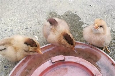 用醋喂鸡的间隔,每隔10天左右喂一次