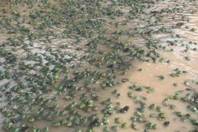 养殖牛蛙能否赚钱，销量稳定养殖利润比较可观