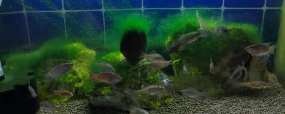 盐对于观赏鱼养殖的作用,可有效杀菌并预防一些疾病