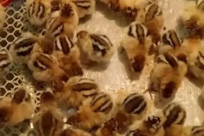 小鸡仔30天能长多大,通常可长到1-2斤左右