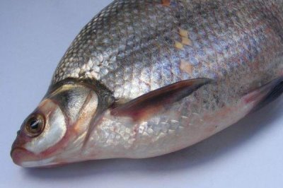 钓鳊鱼的技巧,选好位置非常重要