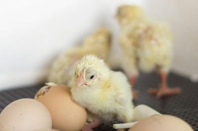 小鸡孵化多长时间可以喂食,出壳后的12-24小时内开食