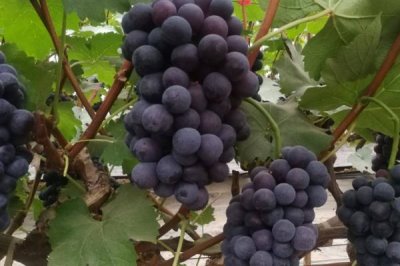 夏黑葡萄相关介绍,也叫夏黑无核葡萄、属于欧美杂交品种