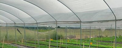大棚蔬菜浇水注意事项,三浇、三控、三留心
