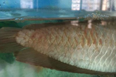 银龙鱼沉底奄奄一息的原因,可能是因为它受到了惊吓