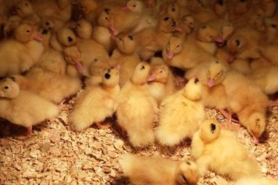 小鸭子怎么养,鸭舍准备要严格考虑其需求