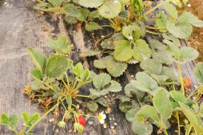 草莓早衰的原因，可能是自身体弱或施肥不当等