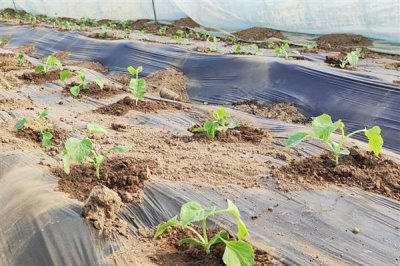 移栽后的西瓜苗怎么管理，追施钙肥可促进根系发育