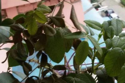 玫瑰花叶子发黄的原因,可能是光照不适或浇水不当等