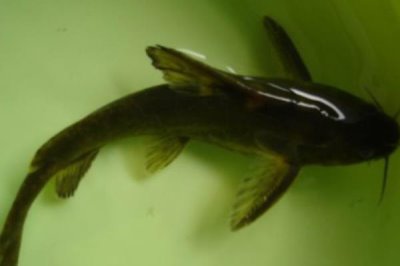 长吻鮠的价格,人工养殖的一般在12-20元一斤