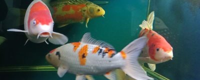 锦鲤为什么会烂鳞烂肉,主要原因是受到了病菌感染