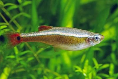 观赏鱼不喂的情况下能活几天,一般可以活一个月左右