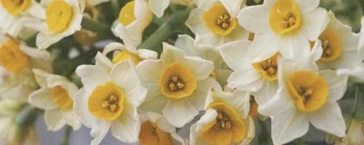 水仙花有没有毒，整株有毒但主要集中在鳞茎部分