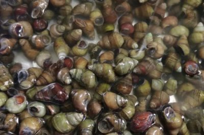 月饼的种类介绍,包括广式月饼、苏氏月饼、京式月饼等类型