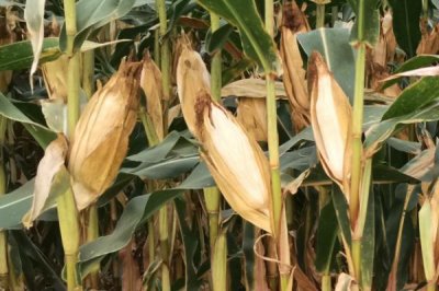 乾泰618玉米品种简介，有效防治地下害虫