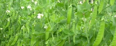 荷兰豆什么时候种植,分为春秋两季播种