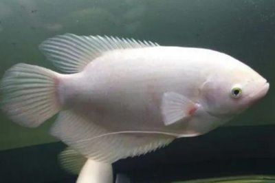 1.5米的鱼缸适合养什么鱼,可饲养锦鲤、招财鱼、鹦鹉鱼等品种