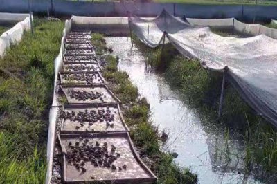 养殖林蛙需要办理什么手续，需办理野生动物驯养繁殖许可证和经营利用许可证